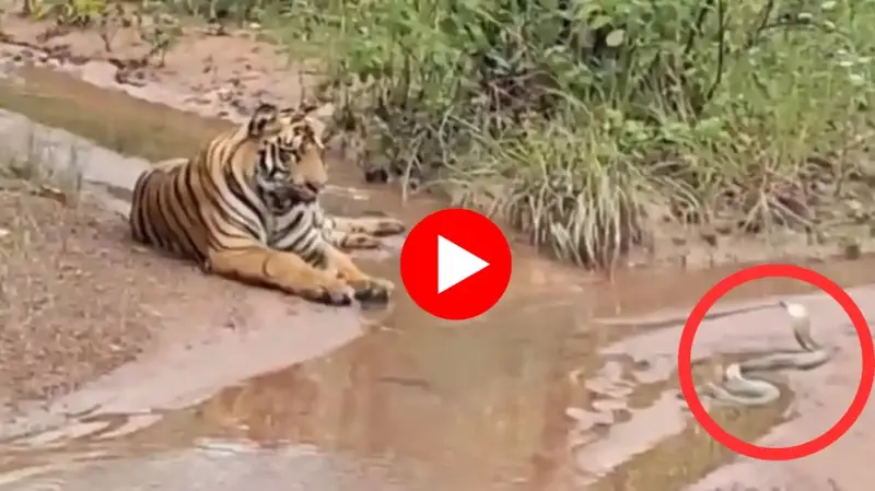 Untitled design 20250919 072034 0000