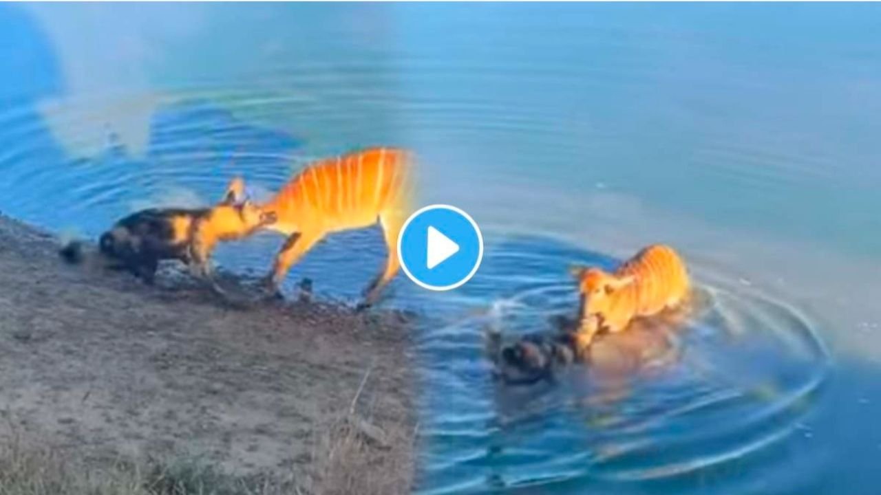 प्रीती झिंटाच्या गाण्यावर आजीने आपली जादू दाखवली 20251225 174424 0000